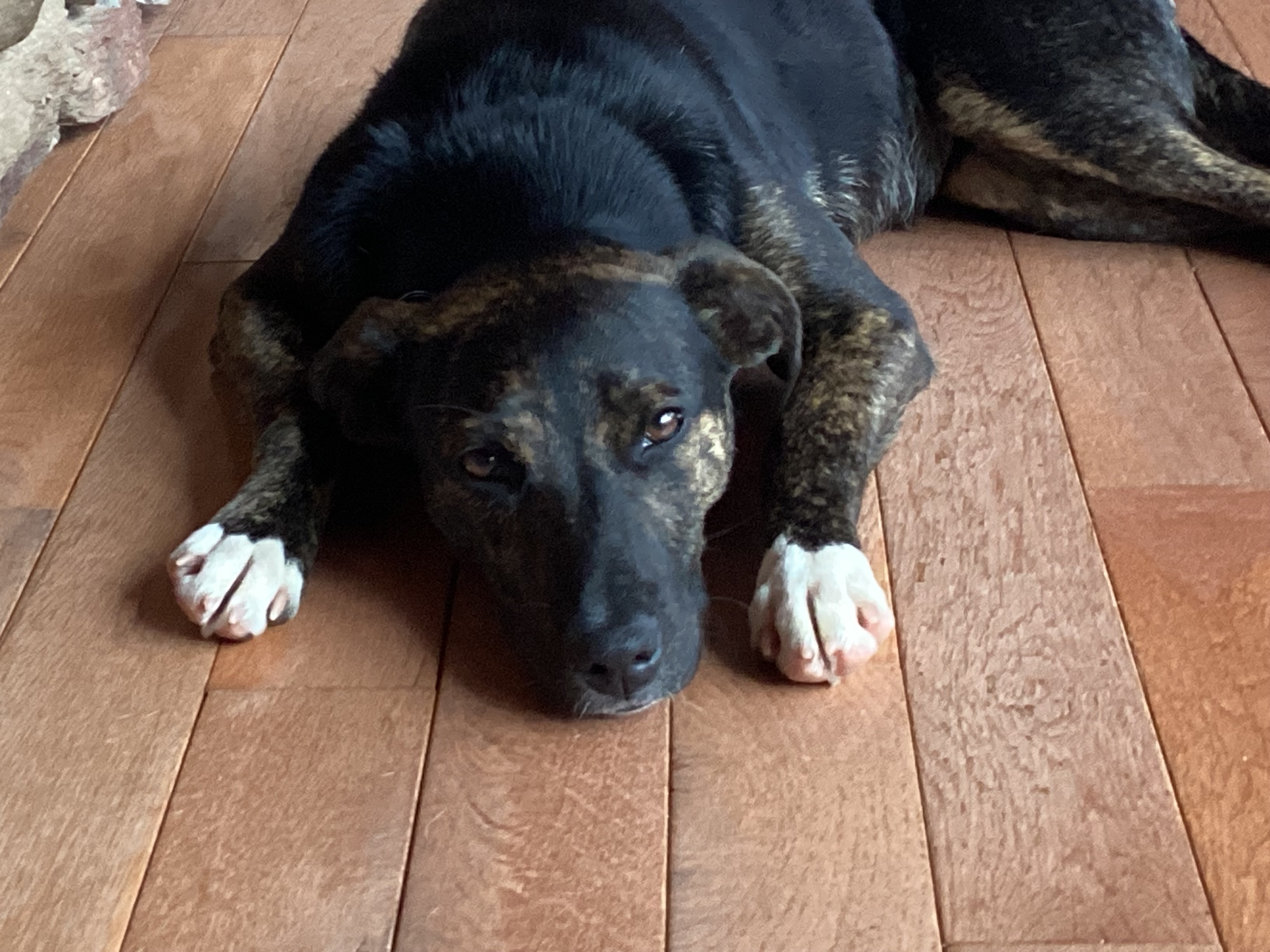 Enlarge Poppy, a Adopted mixed breed in Rogersville, TN image 6/6