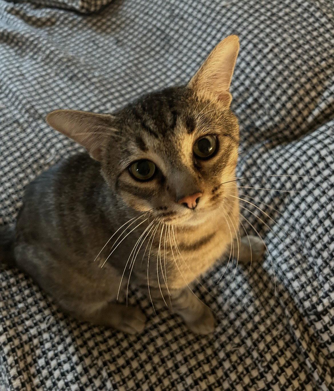 Yoda, Adoptable, Young Male Domestic Short Hair.
