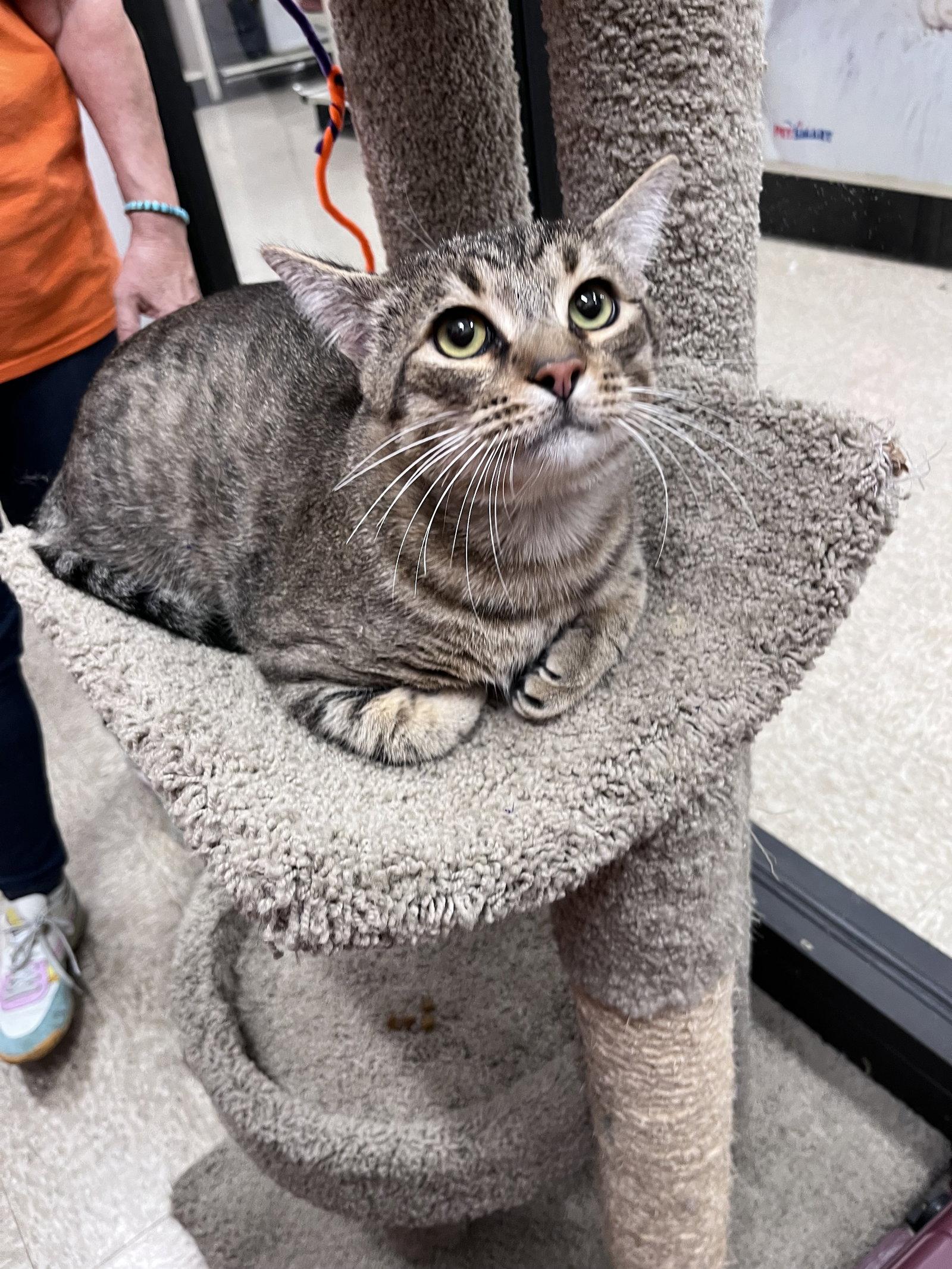Enlarge Yoda, a Adoptable Domestic Short Hair in Scottsdale, AZ image 2/3