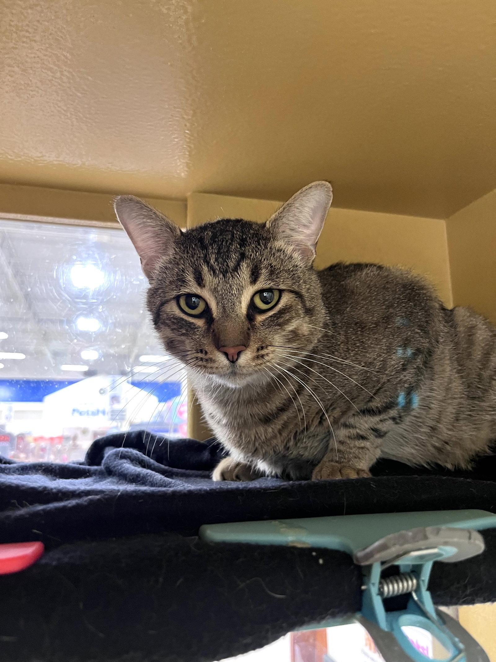 Enlarge Yoda, a Adoptable Domestic Short Hair in Scottsdale, AZ image 3/3