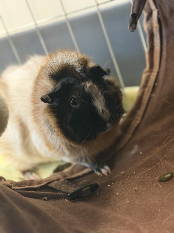 Maple (companion To Mango), Adoptable, Adult Female Guinea Pig.
