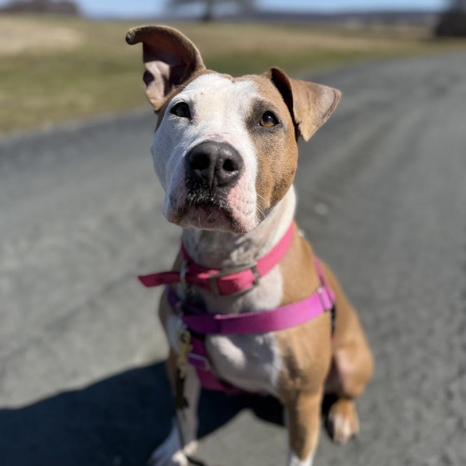 Enlarge Sierra, a Adoptable Mixed Breed in Bangall, NY image 2/6