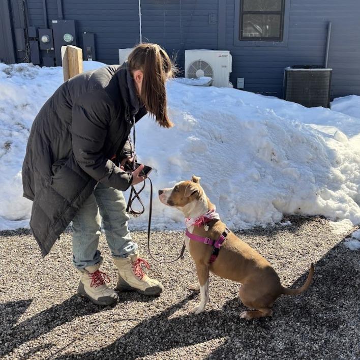 Sierra, Adoptable, Adult Female Mixed Breed.