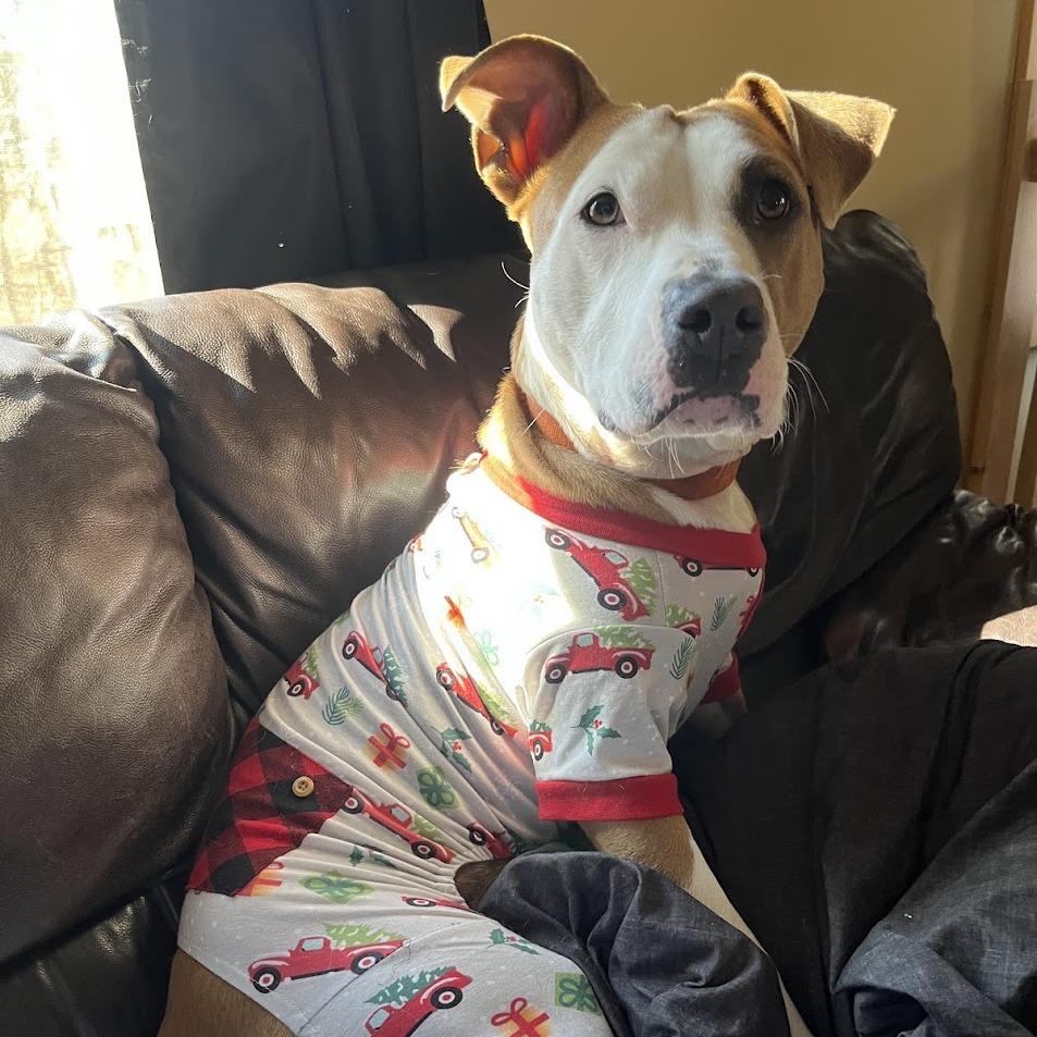 Enlarge Sierra, a Adoptable Mixed Breed in Bangall, NY image 1/6