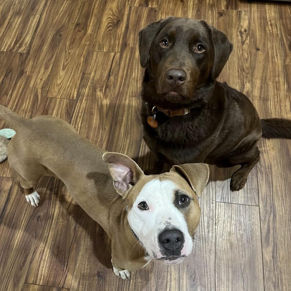 Enlarge Sierra, a Adoptable Mixed Breed in Bangall, NY image 3/5