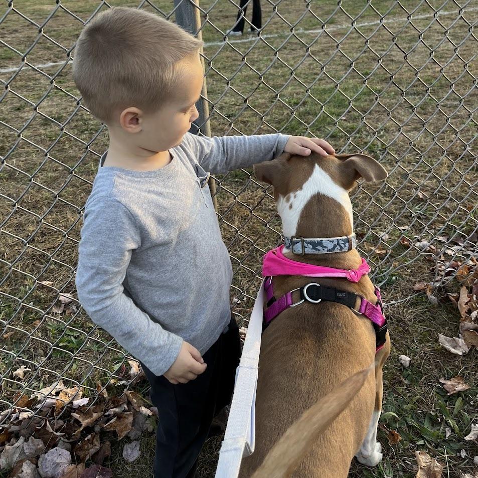 Enlarge Sierra, a Adoptable Mixed Breed in Bangall, NY image 3/6