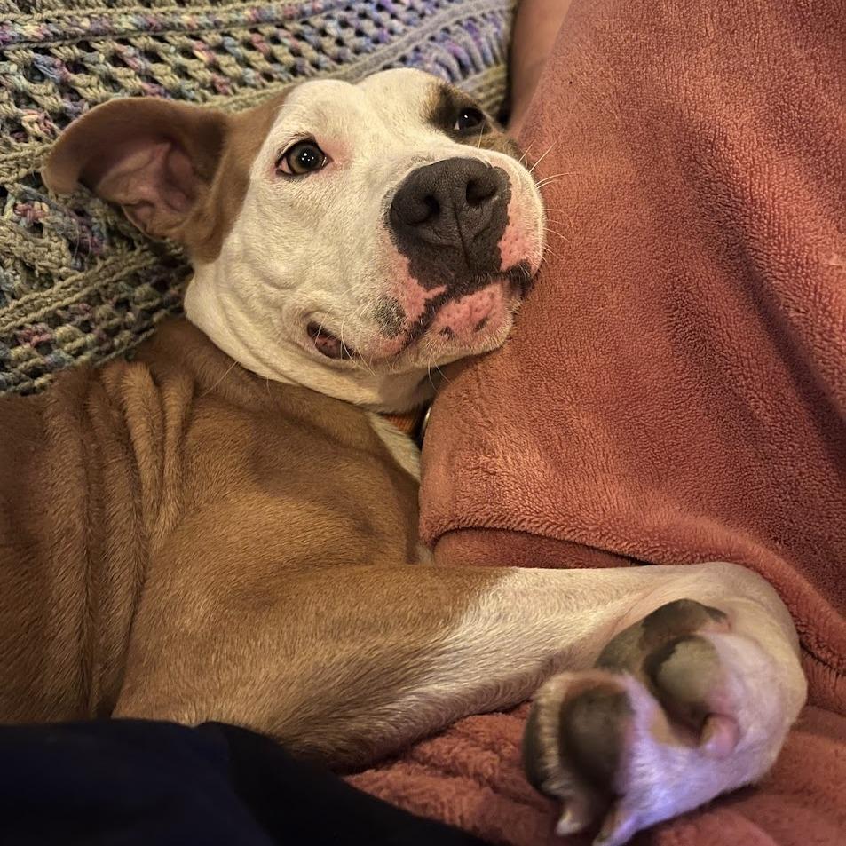 Enlarge Sierra, a Adoptable Mixed Breed in Bangall, NY image 5/6