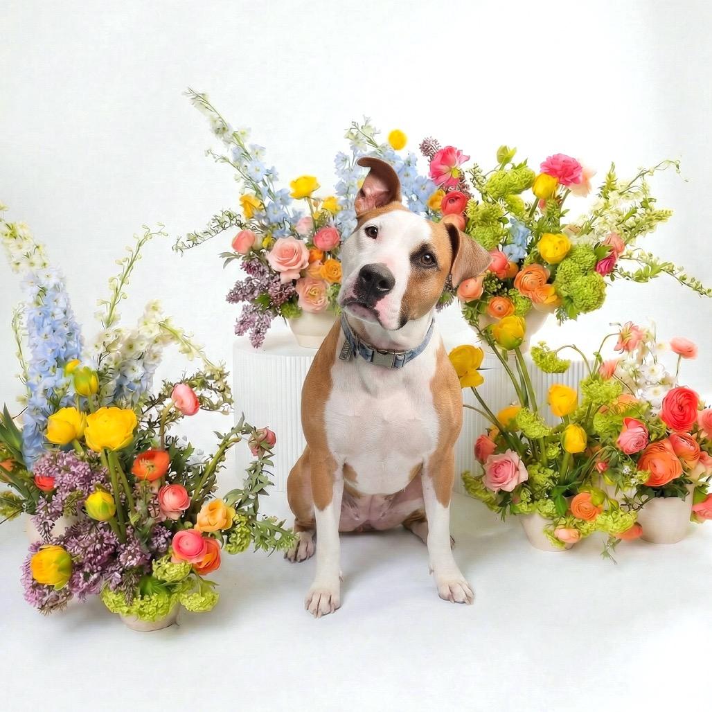 Enlarge Sierra, a Adoptable Mixed Breed in Bangall, NY image 5/6
