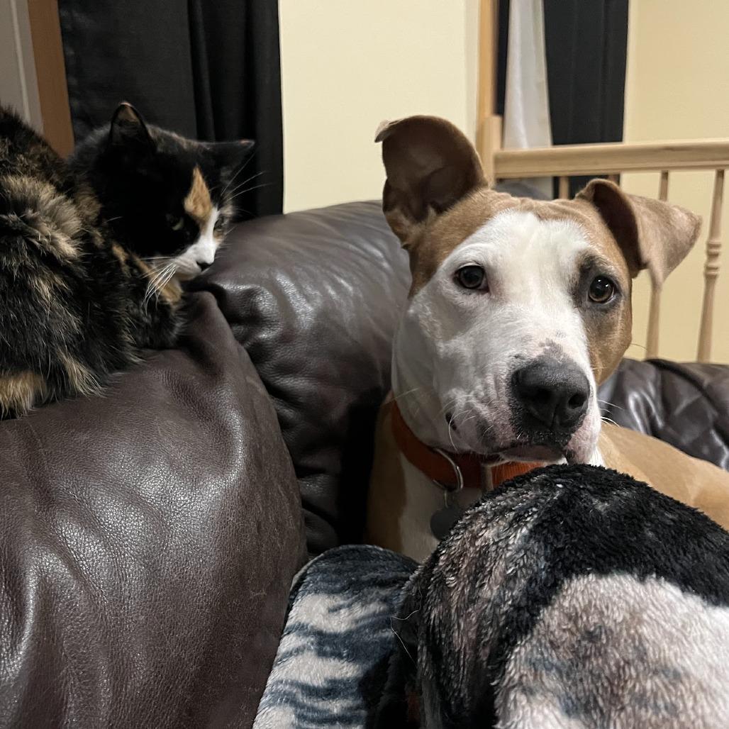 Enlarge Sierra, a Adoptable Mixed Breed in Bangall, NY image 6/6