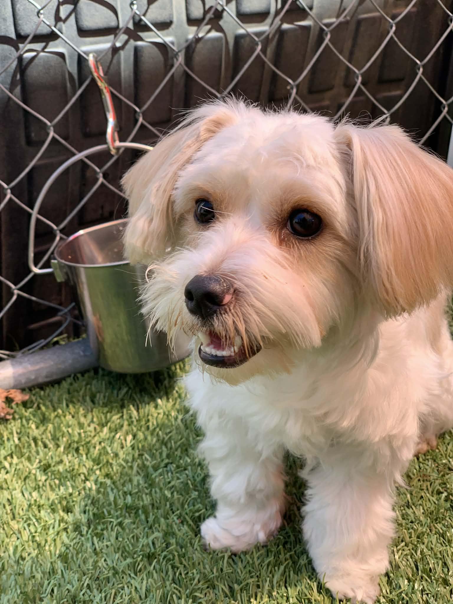 Dale, adopted, Young Male Maltese.
