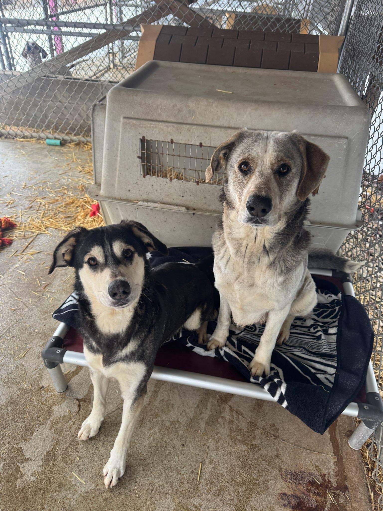 Enlarge Koda, a Adoptable mixed breed in New Martinsville, WV image 5/5