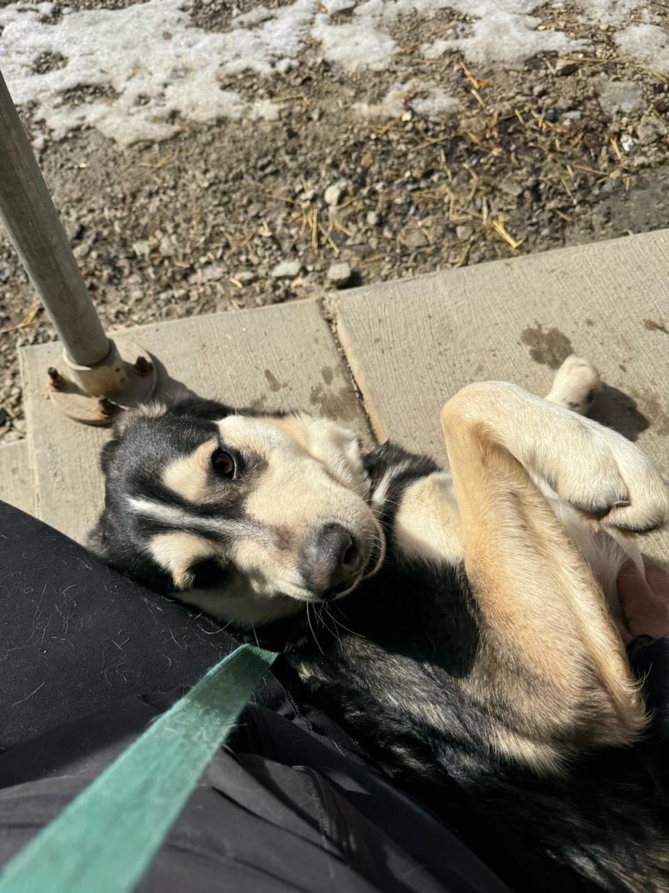 Enlarge Koda, a Adoptable mixed breed in New Martinsville, WV image 4/5