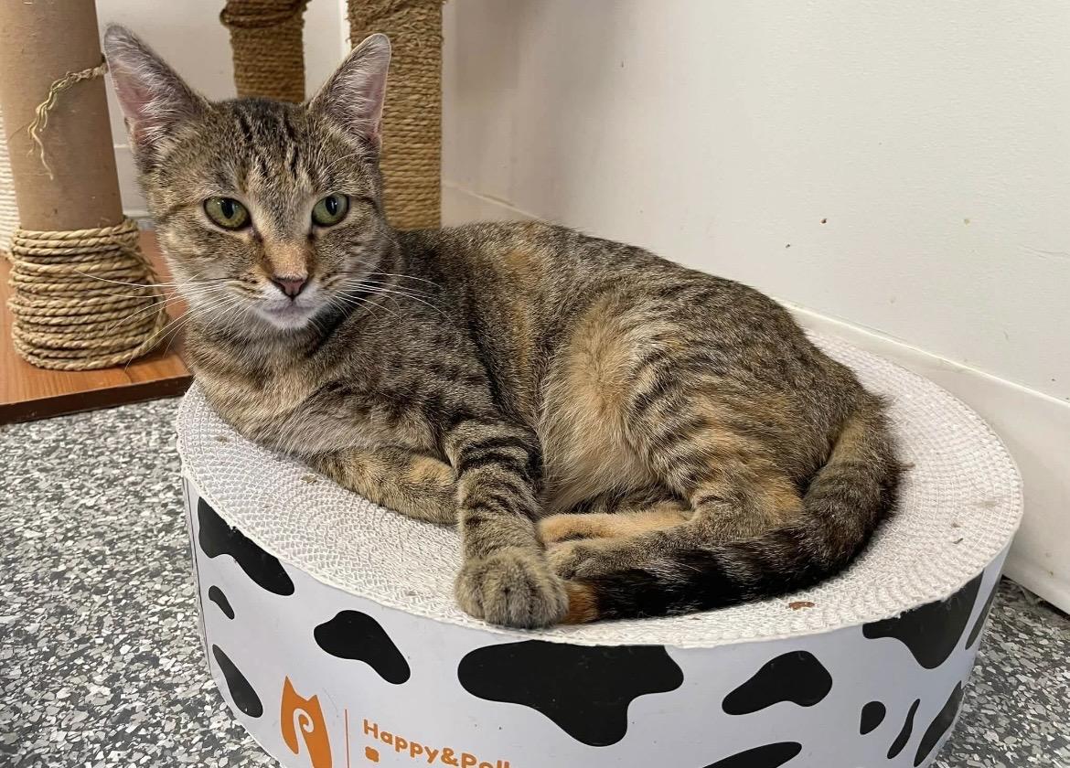 Enlarge Parvati, a Adoptable Domestic Short Hair in Hudsonville, MI image 2/4