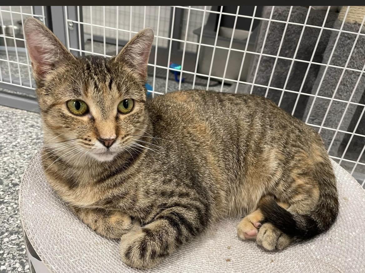 Enlarge Parvati, a Adoptable Domestic Short Hair in Hudsonville, MI image 3/4