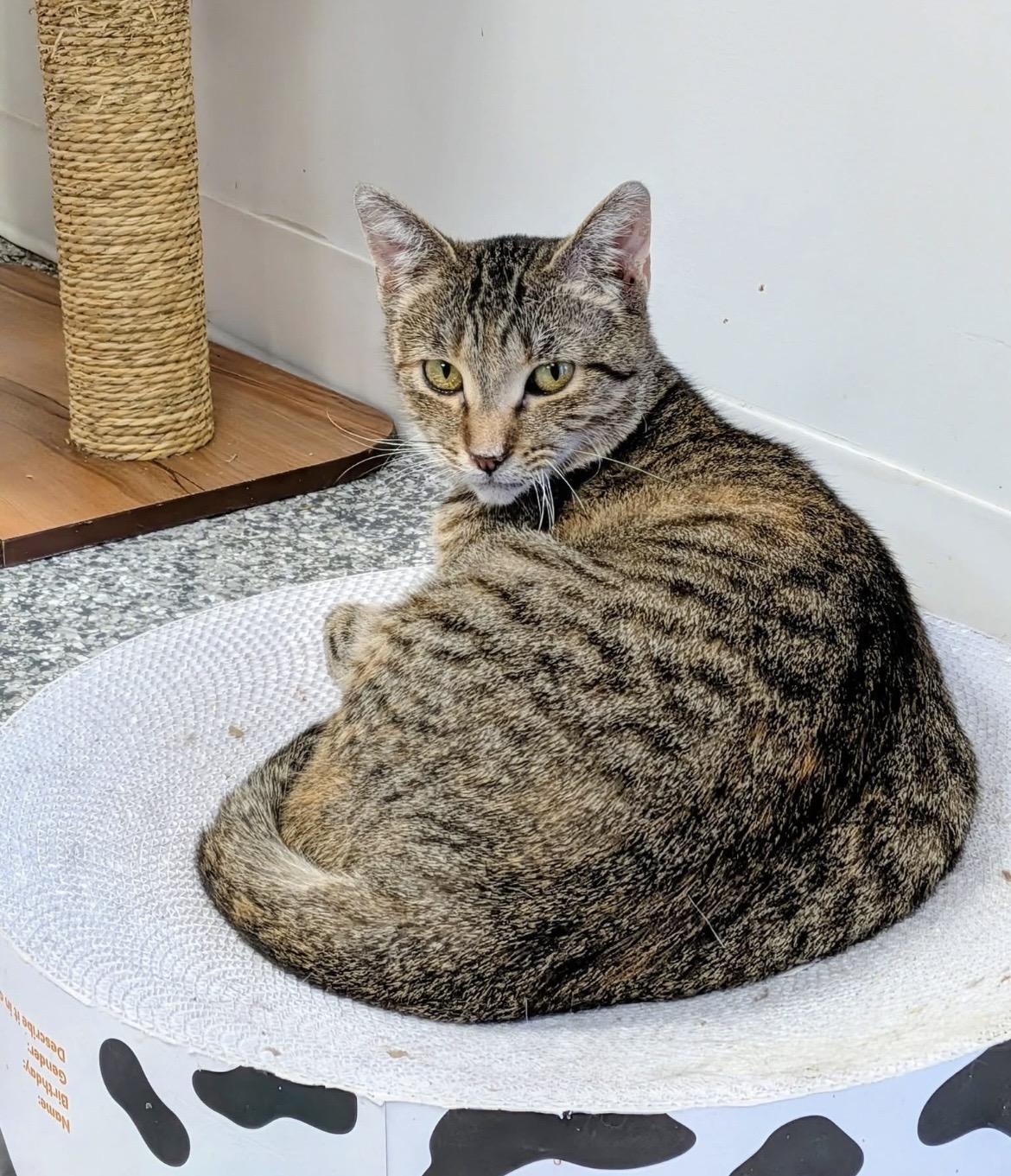 Enlarge Parvati, a Adoptable Domestic Short Hair in Hudsonville, MI image 4/4