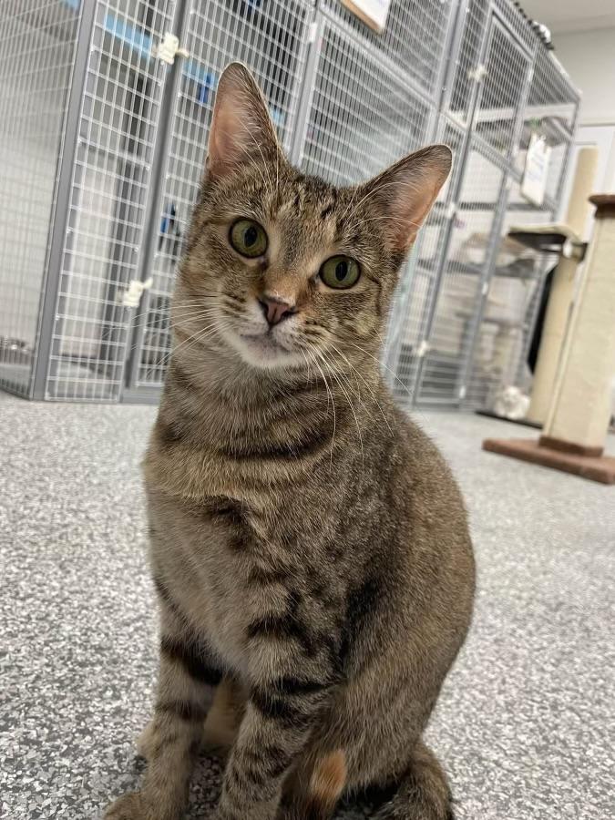 Enlarge Parvati, a Adoptable Domestic Short Hair in Hudsonville, MI image 1/4
