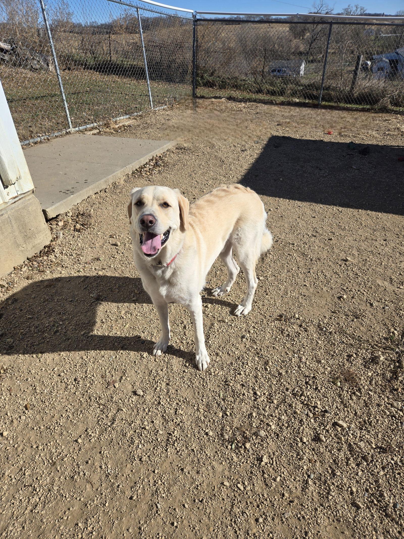 Enlarge Butch, a Adopted mixed breed in Maquoketa, IA image 2/3