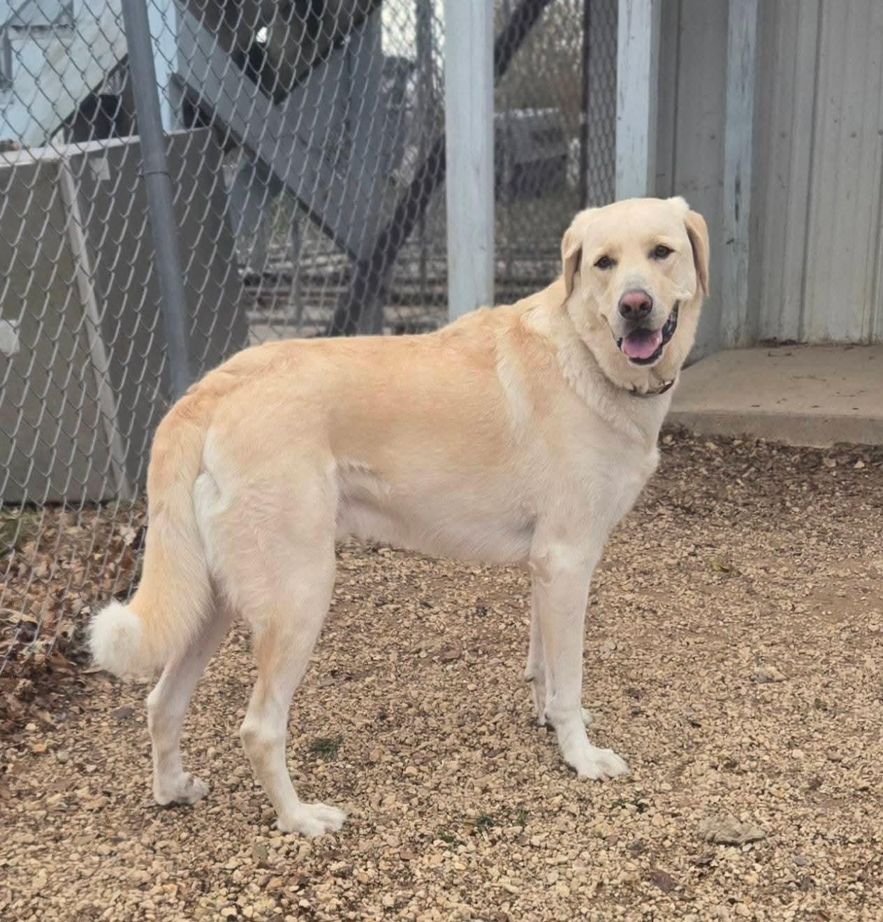 Enlarge Butch, a Adopted mixed breed in Maquoketa, IA image 3/3