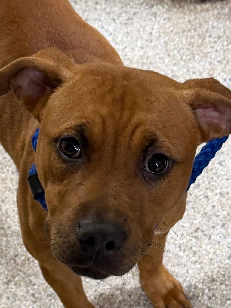 Enlarge 25-718 Tinsel, a Adoptable Pit Bull Terrier in Tarboro, NC image 1/2