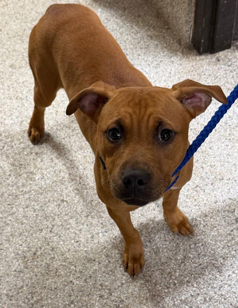 Enlarge 25-718 Tinsel, a Adoptable Pit Bull Terrier in Tarboro, NC image 2/2