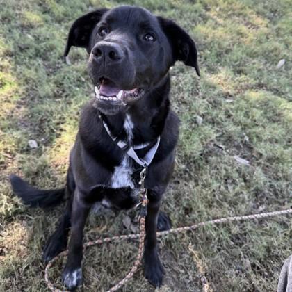 Namora, Adoptable, Adult Female Mixed Breed & Mixed Breed.