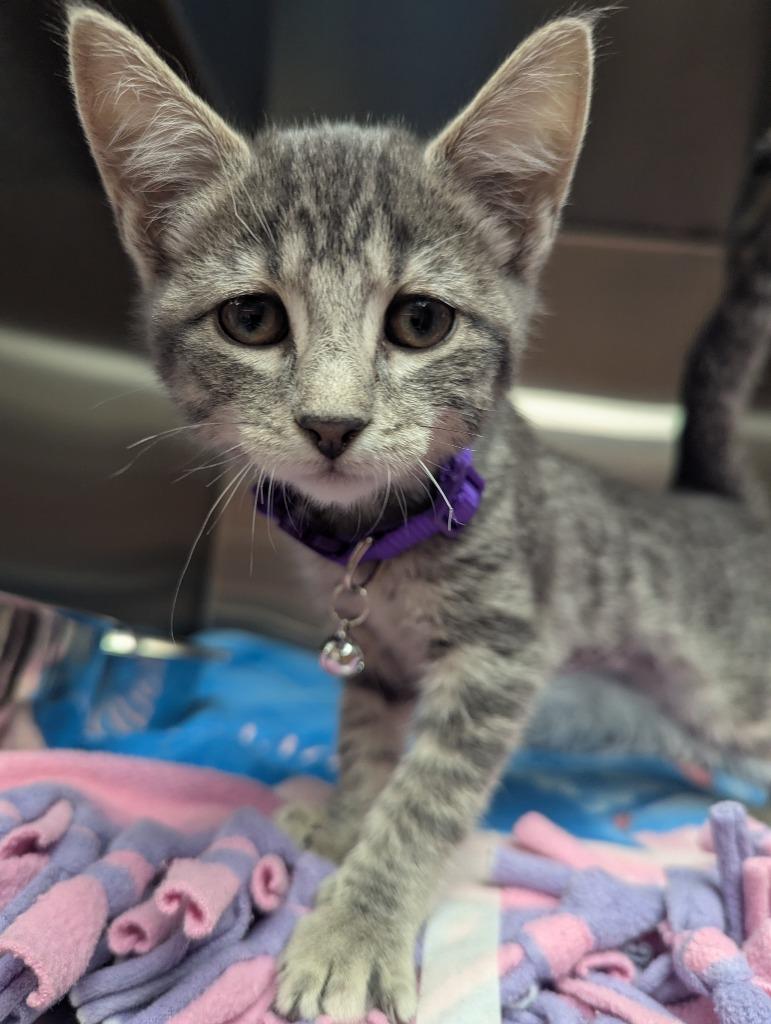 Harrow, Adoptable, Kitten Female Domestic Short Hair.