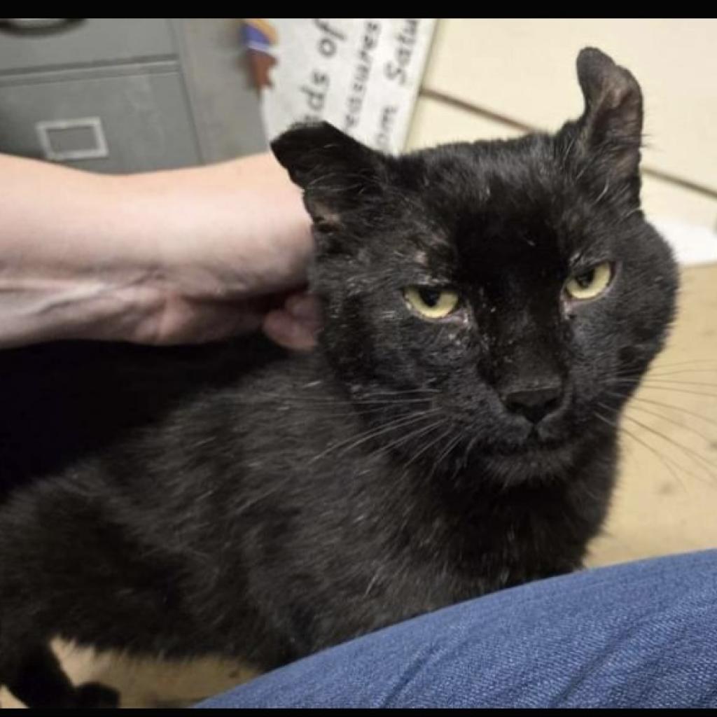 Bart, Adoptable, Adult Male Domestic Short Hair.