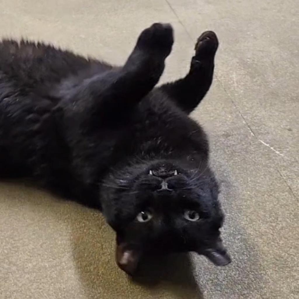 Enlarge Bart, a Adoptable Domestic Short Hair in Baker City, OR image 3/4