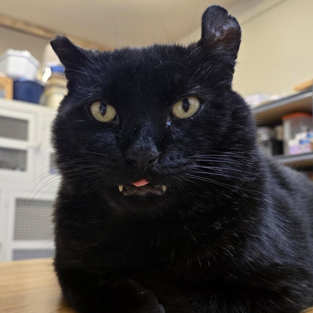 Enlarge Bart, a Adoptable Domestic Short Hair in Baker City, OR image 1/2