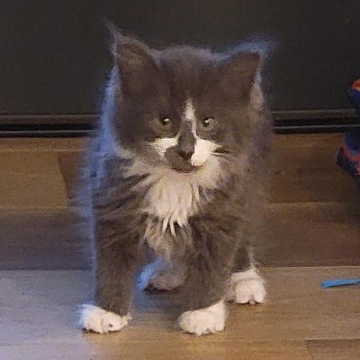 Enlarge Merlin Adopted 3.20.26, an adopted Domestic Medium Hair in Wyandotte, MI image 3/5