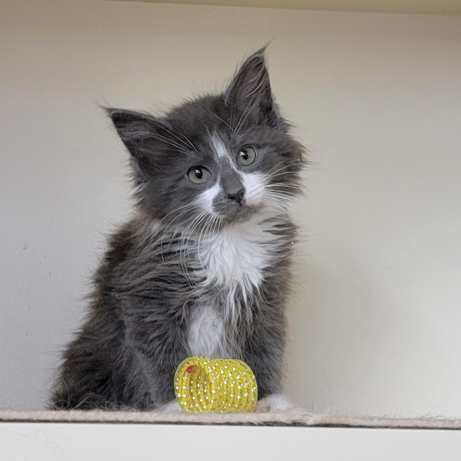 Enlarge Merlin Adopted 3.20.26, an adopted Domestic Medium Hair in Wyandotte, MI image 4/5