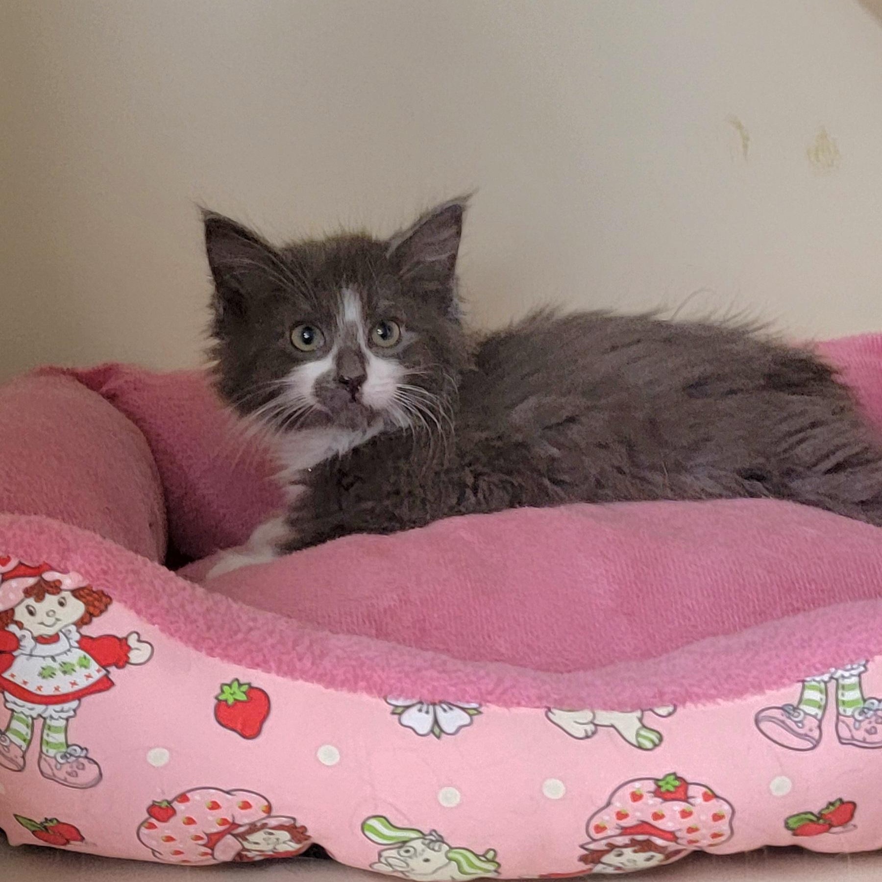 Enlarge Merlin Adopted 3.20.26, an adopted Domestic Medium Hair in Wyandotte, MI image 5/5