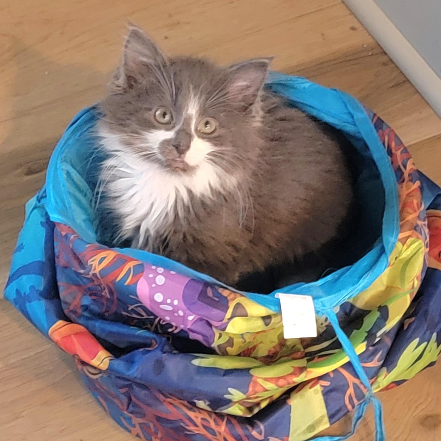 Merlin Adopted 3.20.26, adopted, Kitten Male Domestic Medium Hair.