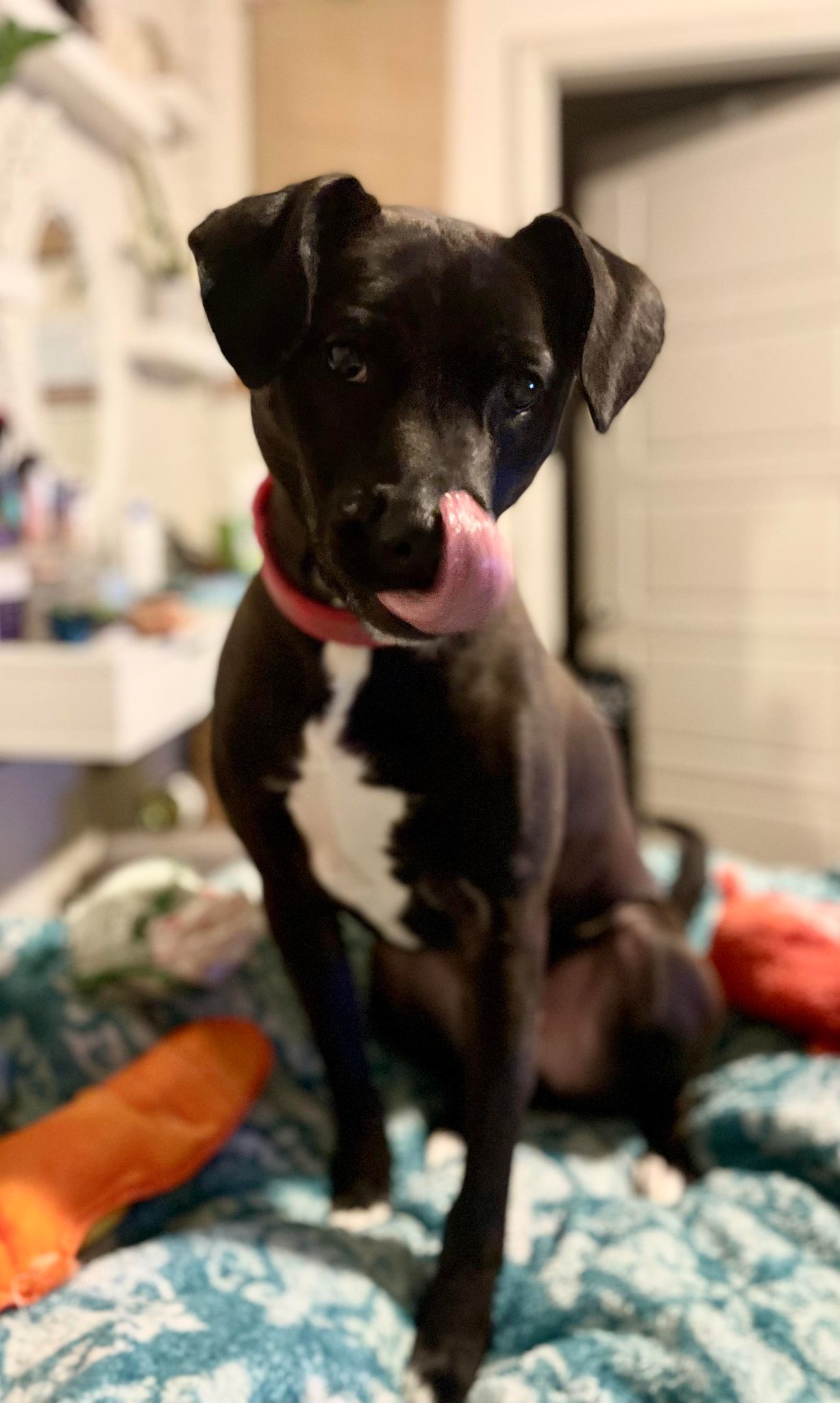Enlarge Ollie (120051) (in a foster home), a Adoptable Black Labrador Retriever in Baton Rouge, LA image 1/6