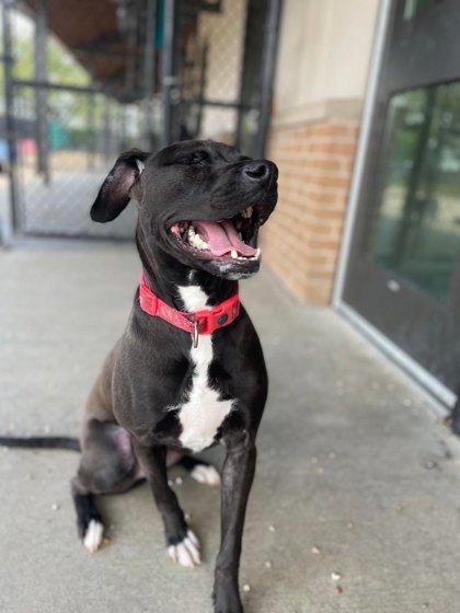 Enlarge Ollie (120051) (in a foster home), a Adoptable Black Labrador Retriever in Baton Rouge, LA image 4/6