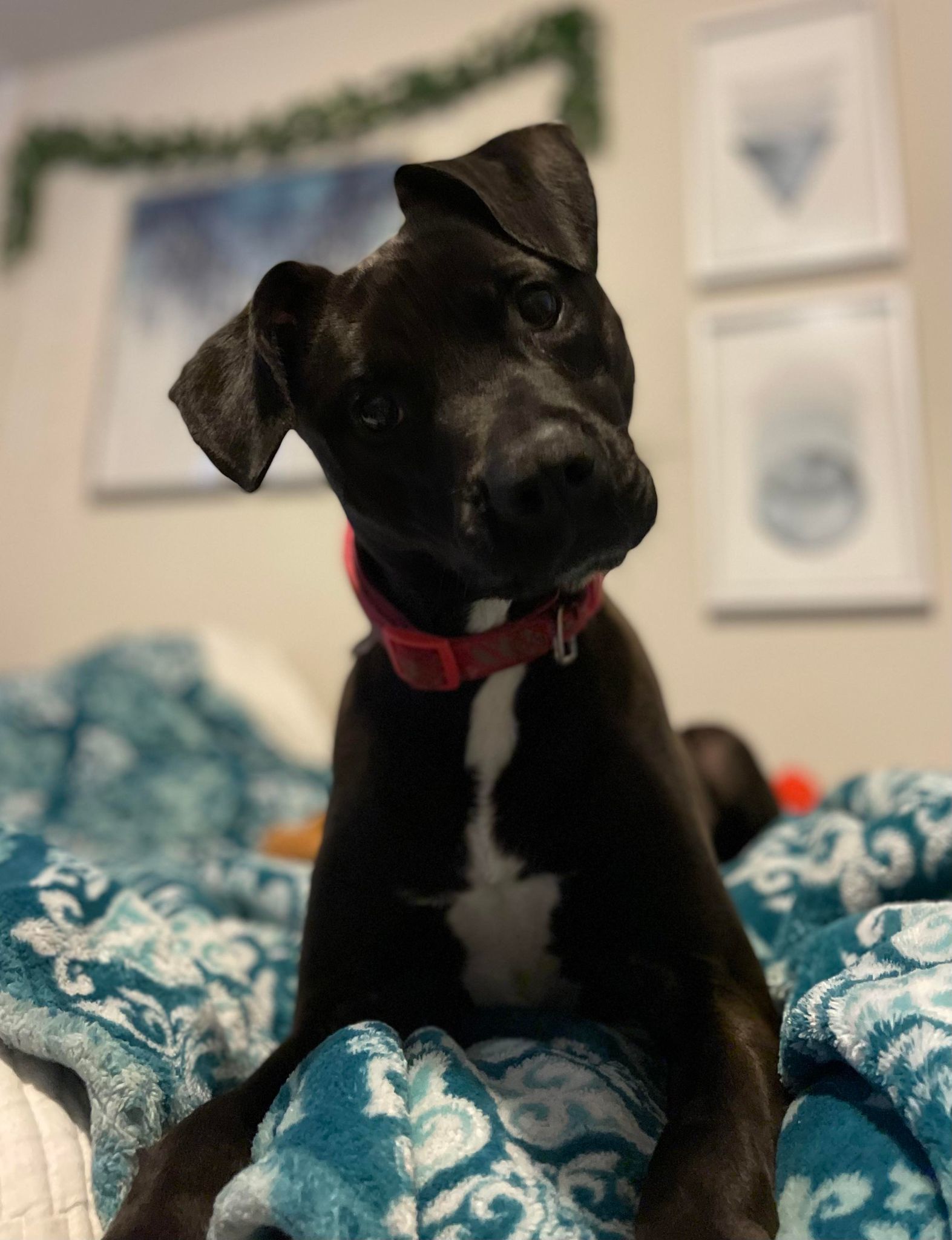 Enlarge Ollie (120051) (in a foster home), a Adoptable Black Labrador Retriever in Baton Rouge, LA image 5/6