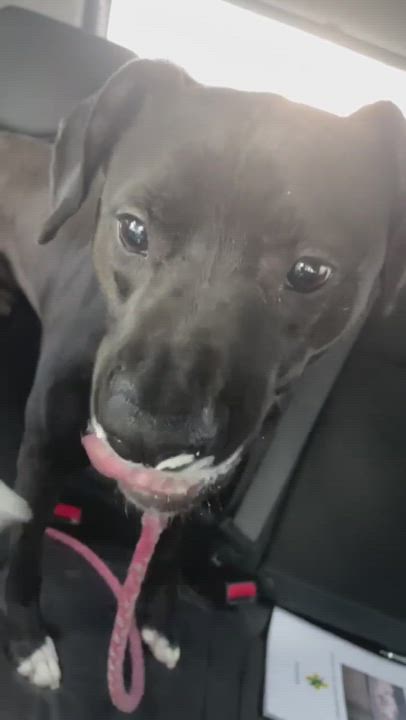 Enlarge Ollie (120051) (in a foster home), a Adoptable Black Labrador Retriever in Baton Rouge, LA video 6/6