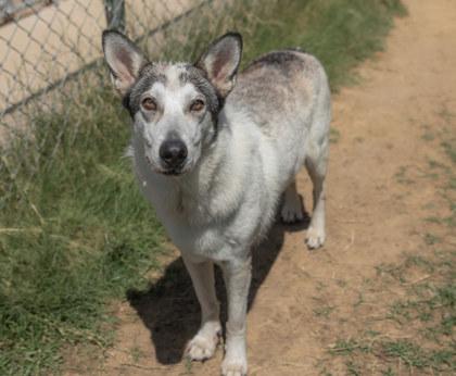 Ashley, a Adoptable mixed breed in Balch Springs, TX image 1/3