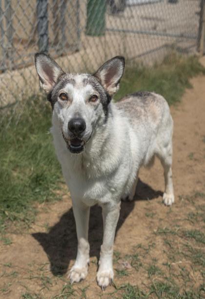 Ashley, a Adoptable mixed breed in Balch Springs, TX image 2/3