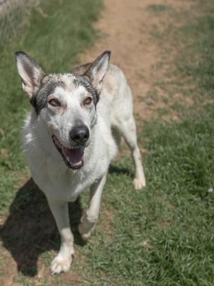 Ashley, a Adoptable mixed breed in Balch Springs, TX image 3/3