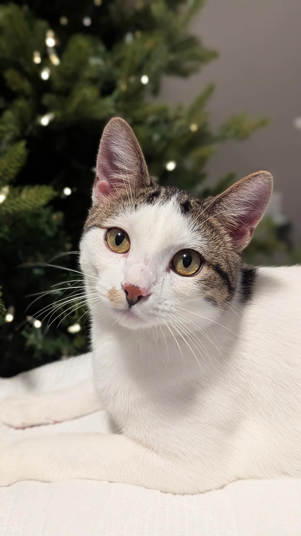 Purrlock Holmes, Adoptable, Young Male Domestic Short Hair.