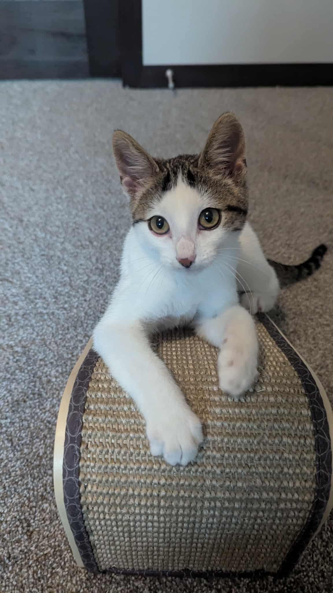 Purrlock Holmes, Baby Male unknown