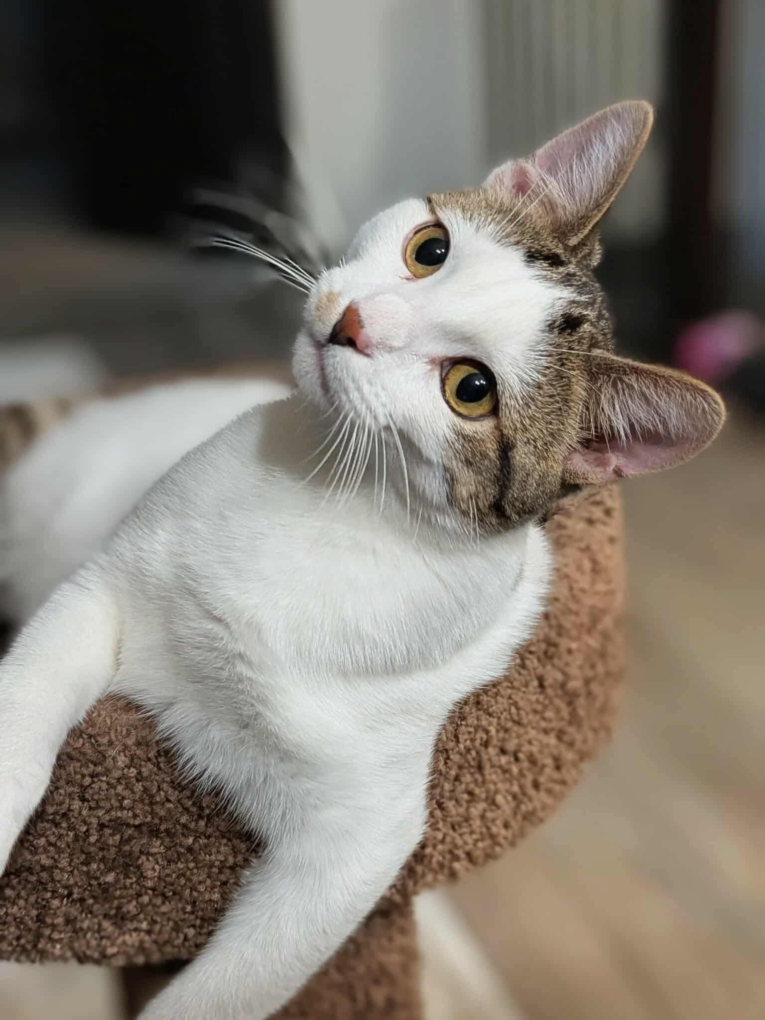 Enlarge Purrlock Holmes, a Adoptable Domestic Short Hair in Sioux Falls, SD image 1/2