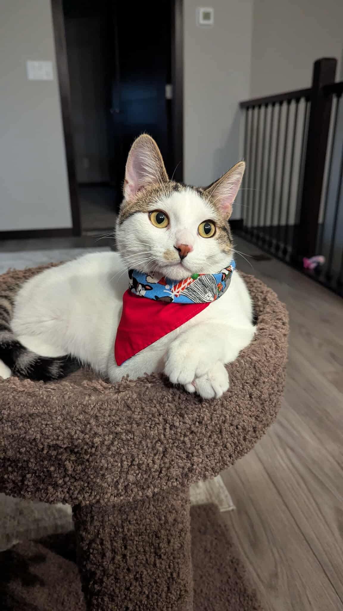 Enlarge Purrlock Holmes, a Adoptable Domestic Short Hair in Sioux Falls, SD image 2/2