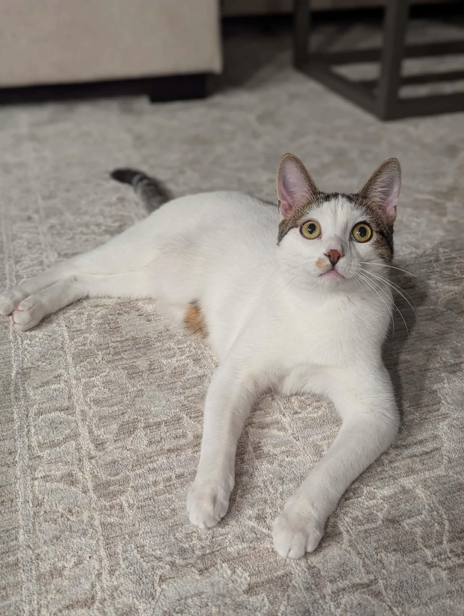 Enlarge Purrlock Holmes, a Adoptable Domestic Short Hair in Sioux Falls, SD image 2/3