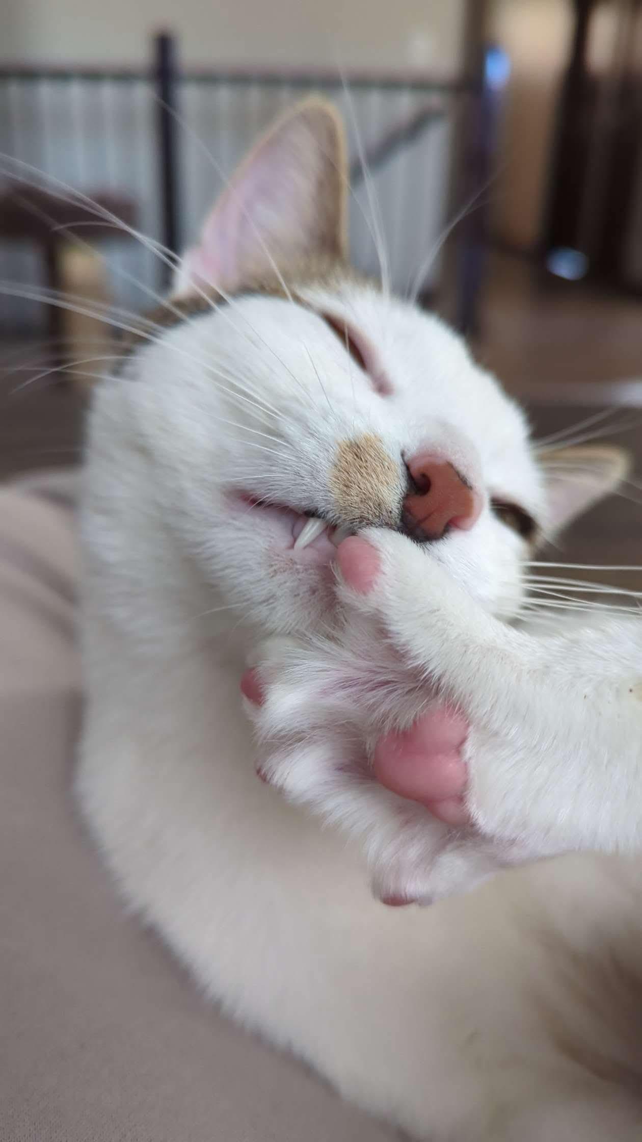 Enlarge Purrlock Holmes, a Adoptable Domestic Short Hair in Sioux Falls, SD image 3/3