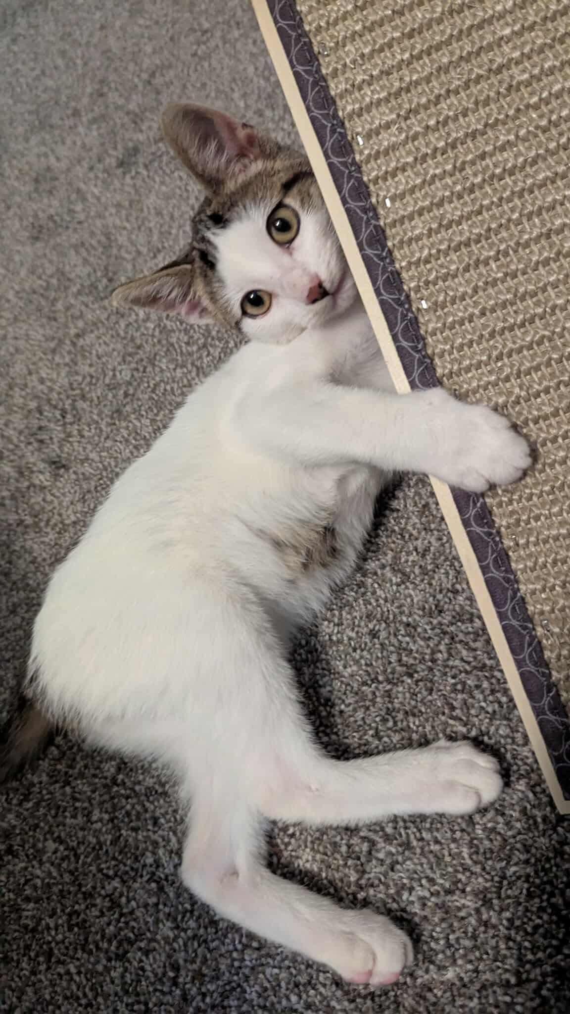 Purrlock Holmes photo 2