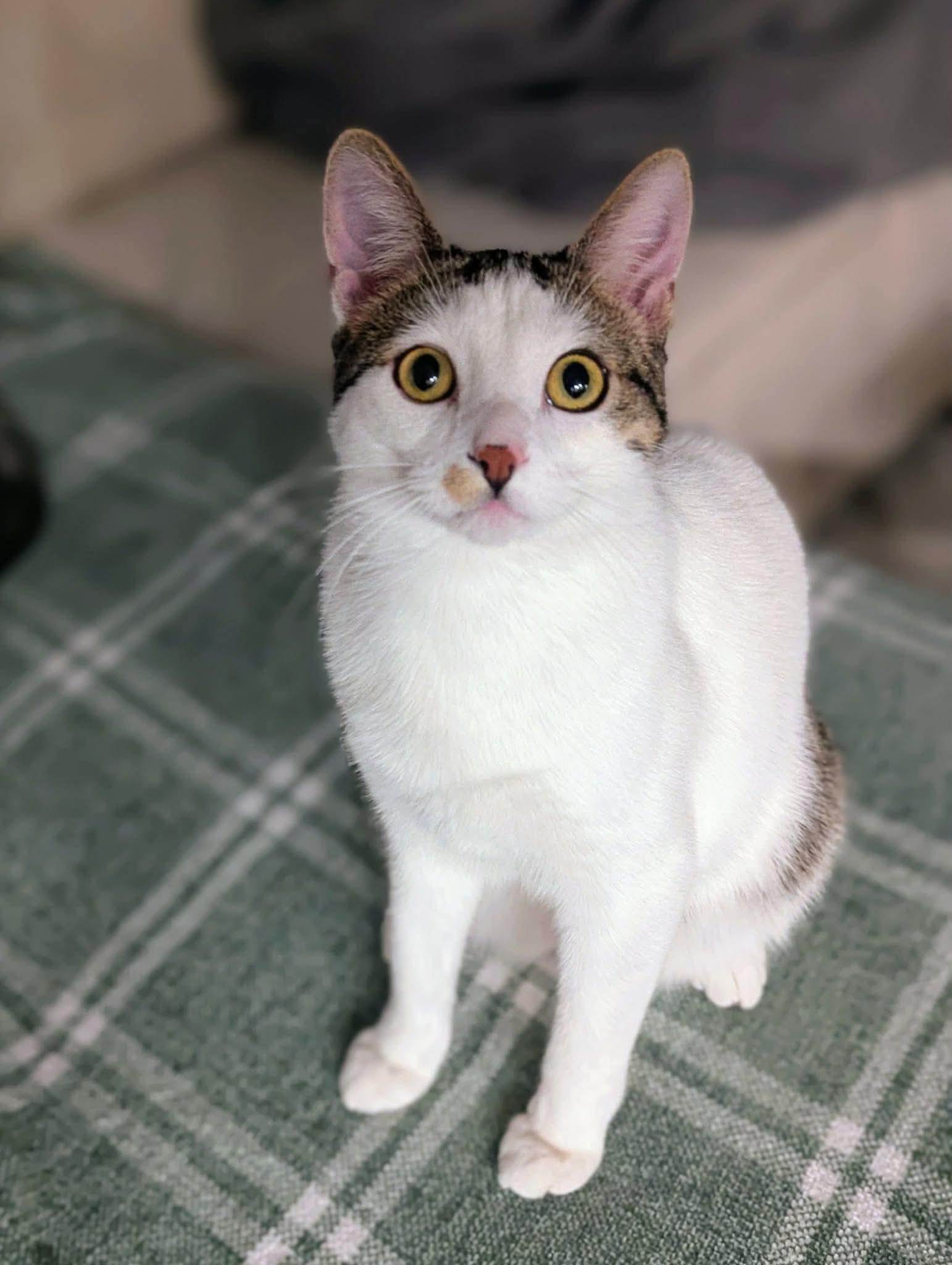 Purrlock Holmes, Adoptable, Young Male Domestic Short Hair.