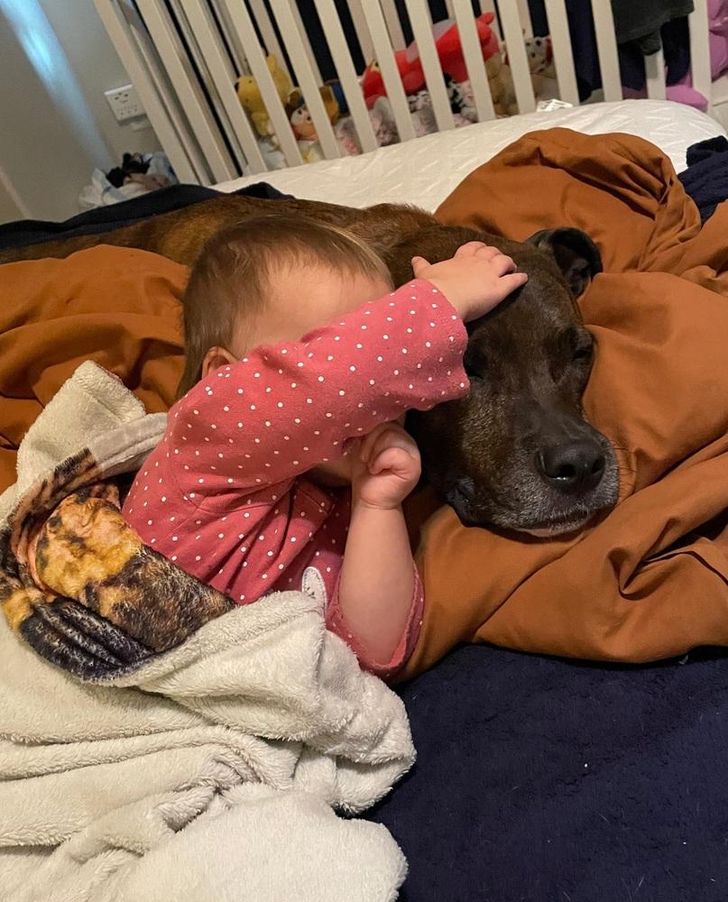 Maverick, Adoptable, Adult Male Boxer & Pit Bull Terrier.