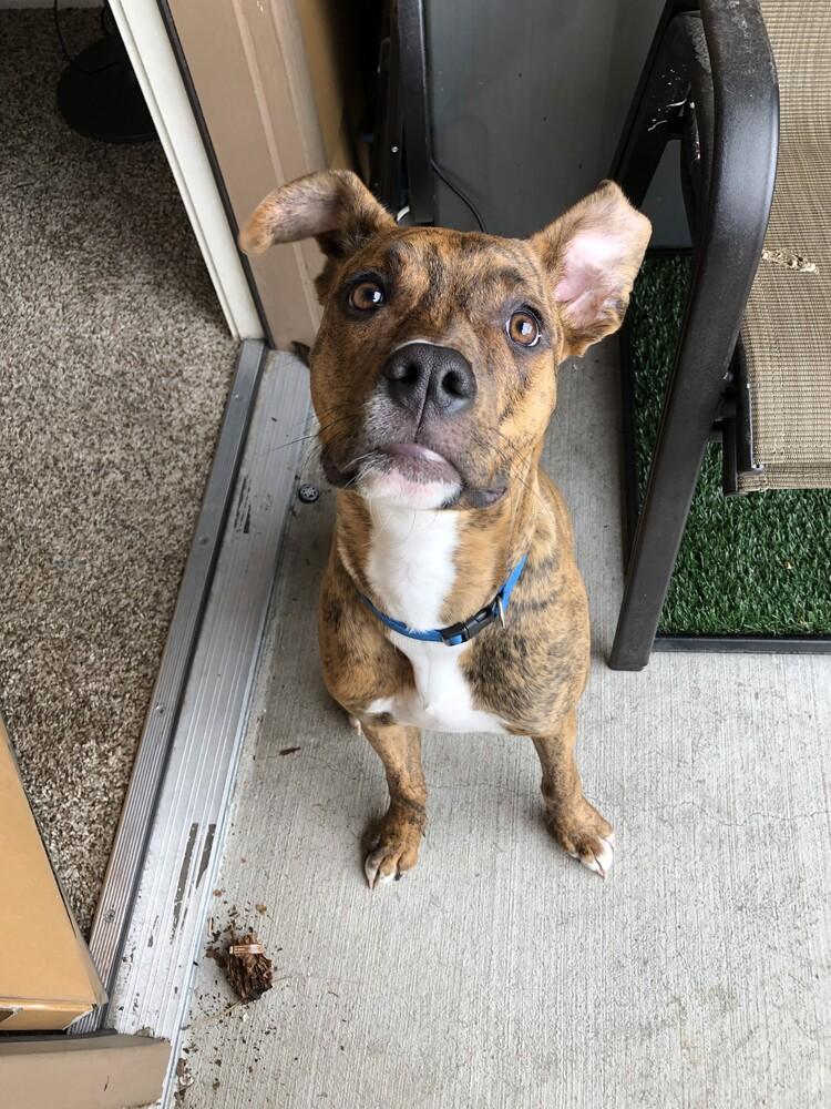Enlarge Maverick, a Adoptable mixed breed in Fort Lupton, CO image 2/6